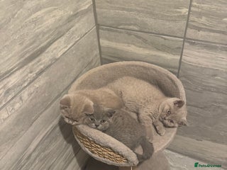 British Shorthair cats - Advert 1