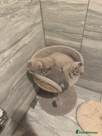 British Shorthair cats - Advert 3