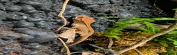 Gecko reptiles for sale: Baby crested geckos  - Advert 3