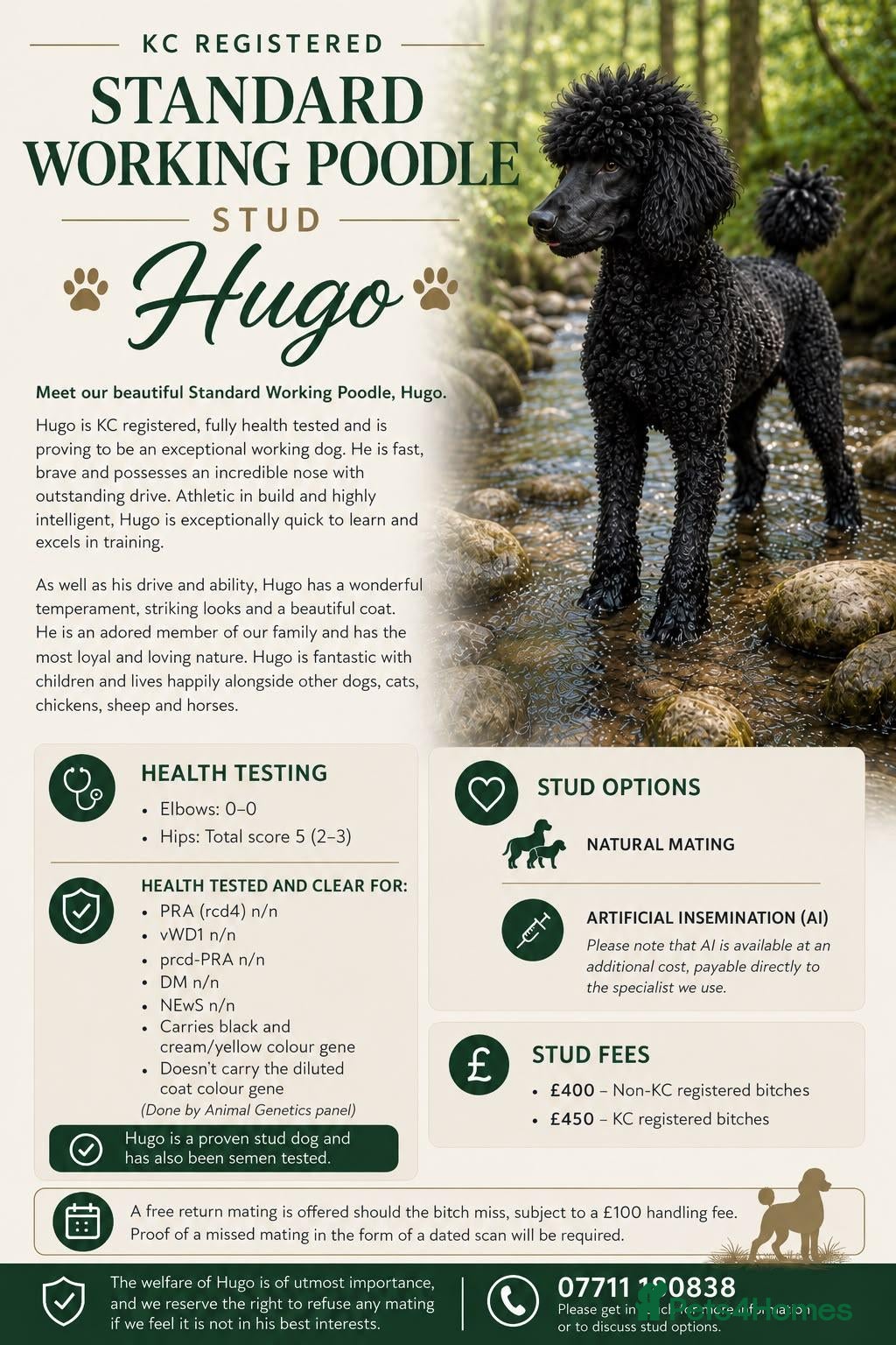 Standard Poodle dogs HANDSOME HUGO STANDARD POODLE  - Advert 23