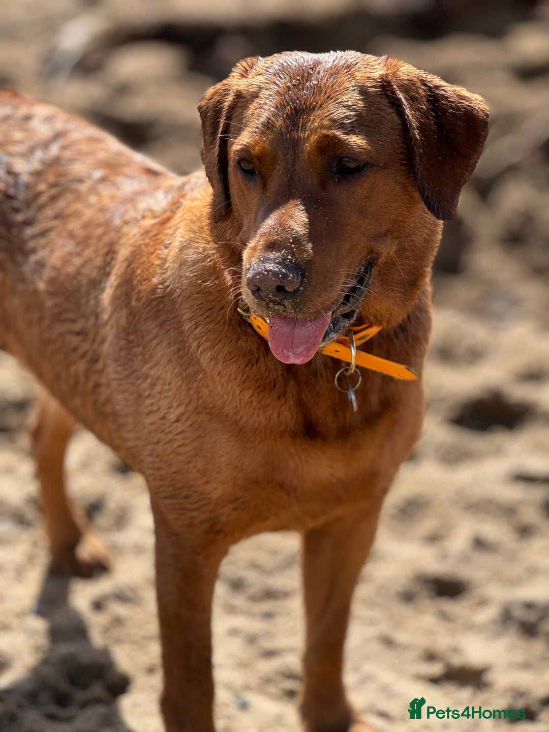 Labrador Retriever dogs for sale: DUE MID-JANUARY. Fox Red Labrador puppies.  - Advert 18