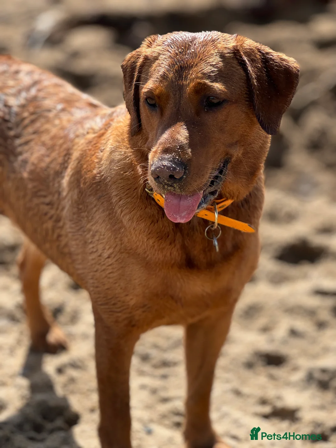 Labrador Retriever dogs for sale: CLOSED - Fox Red Labrador puppies.  - Advert 19