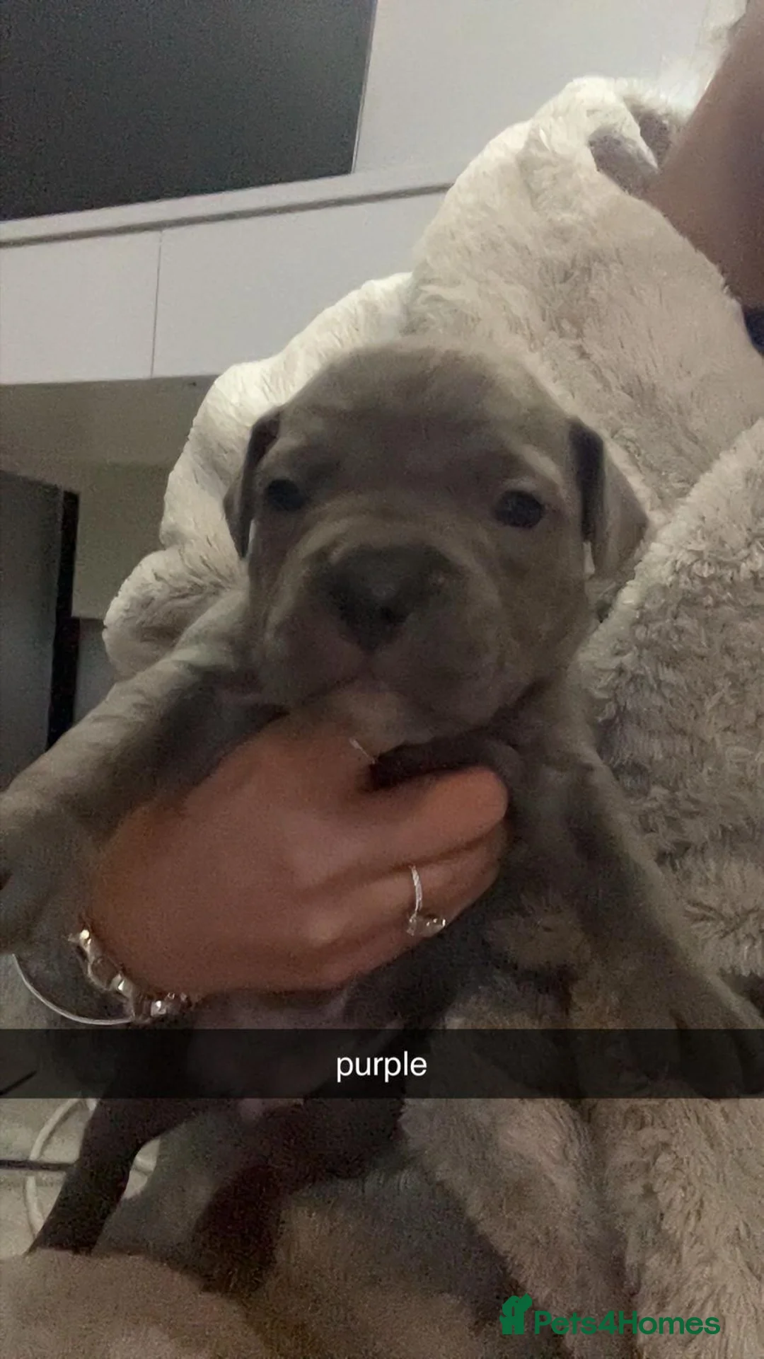 Mixed Breed dogs for sale: 4 females in Leicester - Advert 5