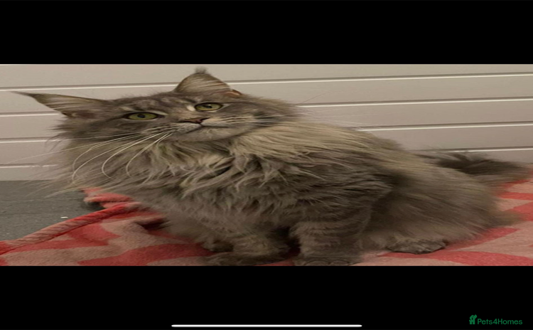 Maine Coon cats - Advert 1