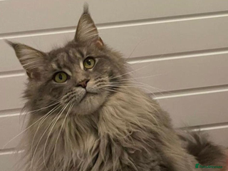 Maine Coon cats for sale - Advert 1