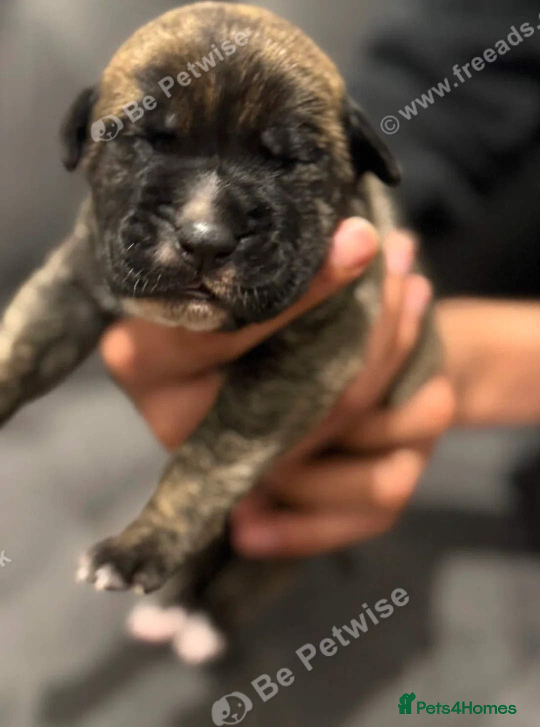 Presa Canario dogs for sale: Outstanding Presa Canario puppies  - Advert 4