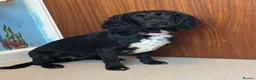 Cocker Spaniel dogs for sale: 2 year old cocker spaniel for sale  in Billingham - Advert 2