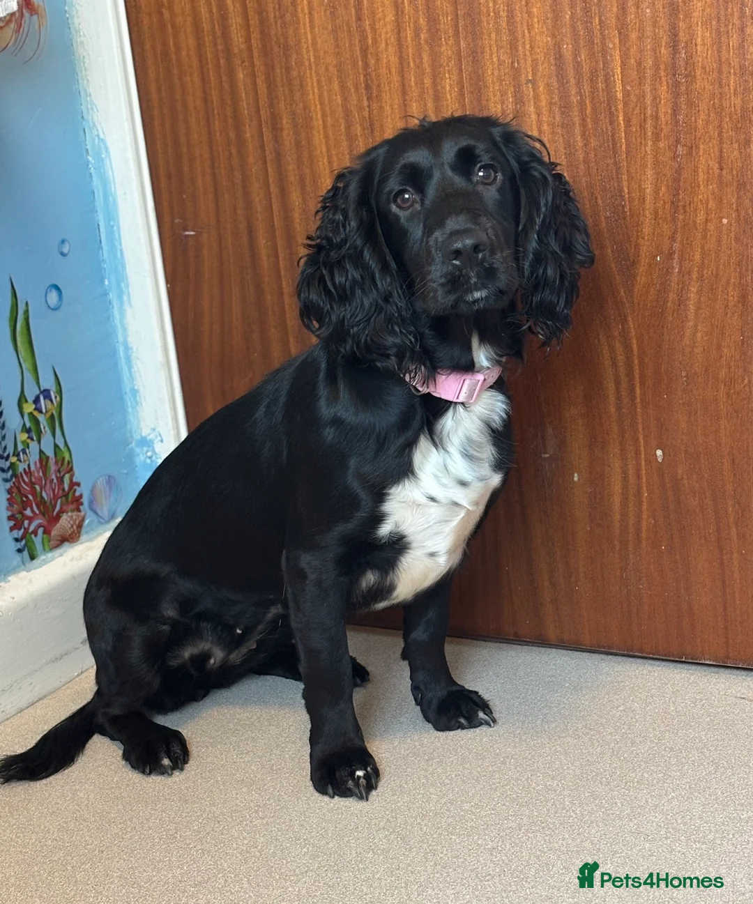 Cocker Spaniel dogs for sale: 2 year old cocker spaniel for sale  in Billingham - Advert 2