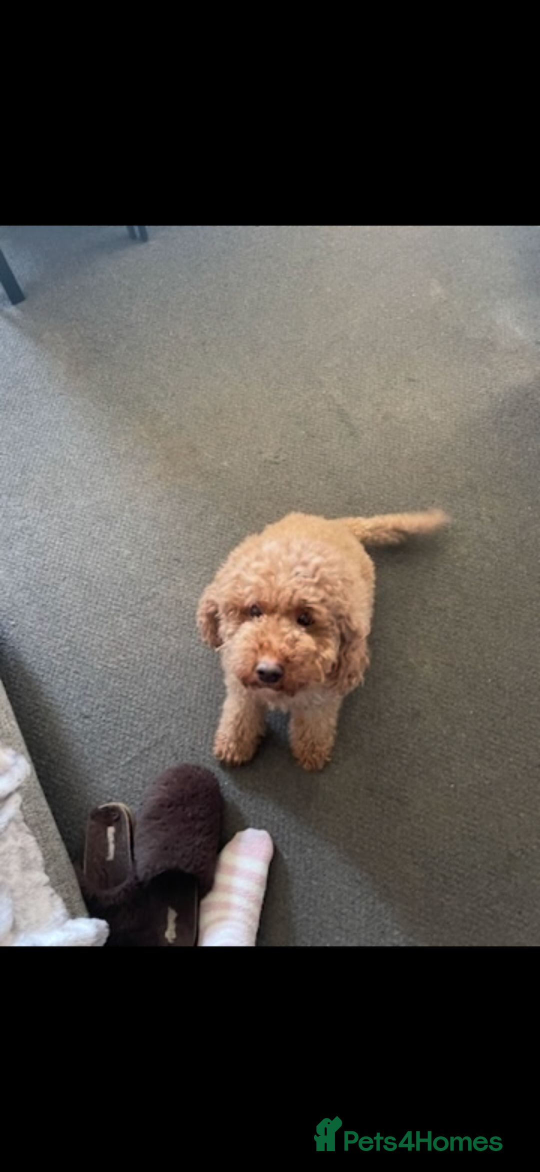 Miniature Poodle dogs for sale: Miniature poodle  - Advert 2