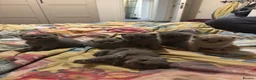 British Shorthair cats for sale: British shorthair new born kittens in London - Advert 1