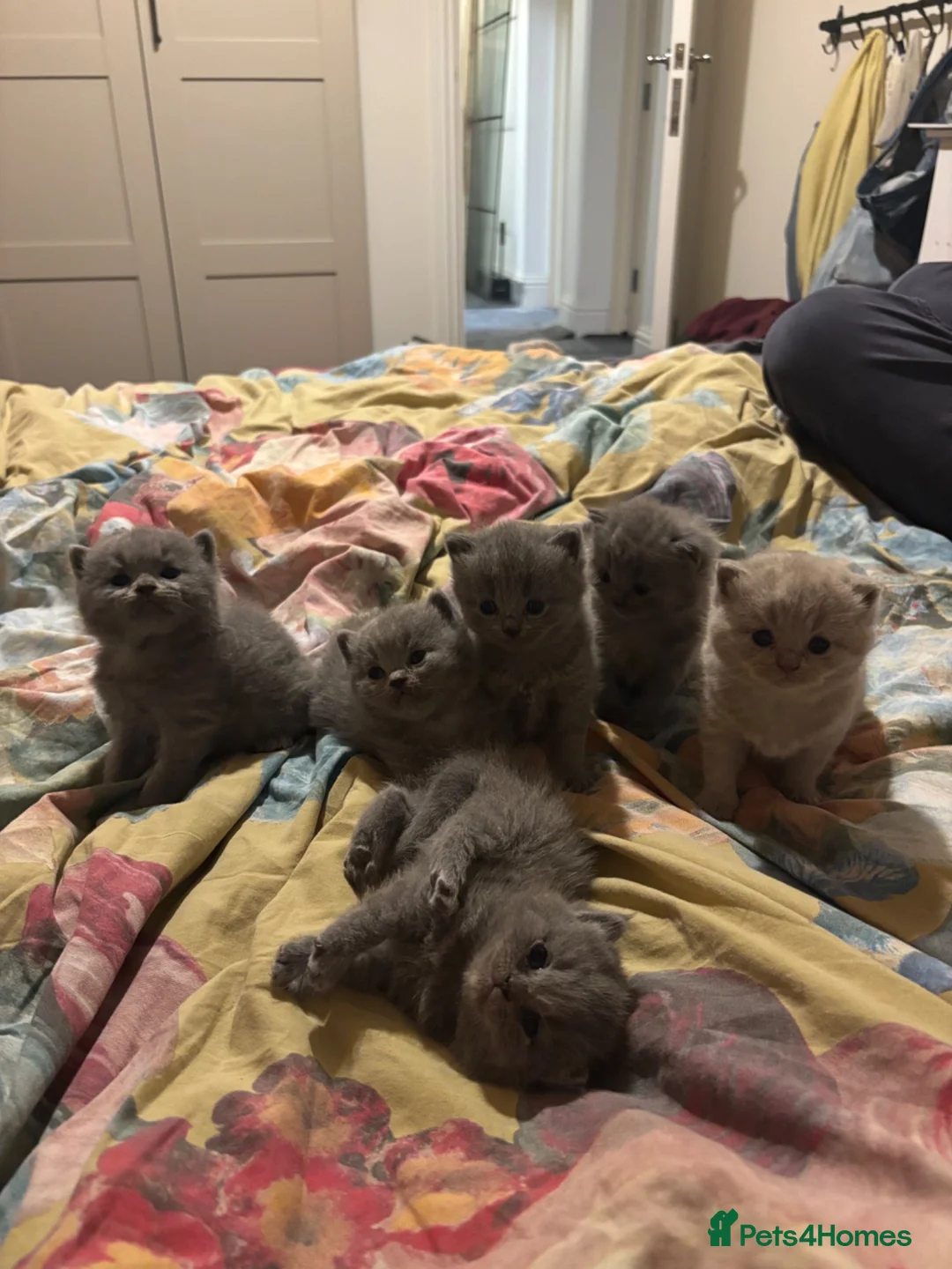 British Shorthair cats for sale: British shorthair new born kittens in London - Advert 1