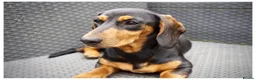 Dachshund dogs for sale: Female Dachshund  - Advert 5