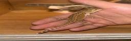 Bearded Dragon reptiles for sale: Super friendly baby bearded dragons - Advert 5