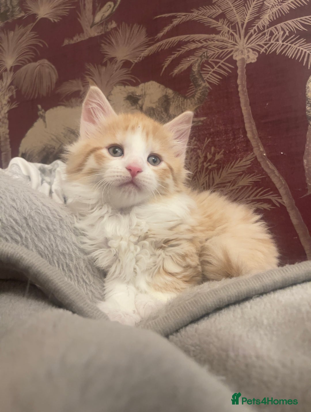 Mixed Breed cats for sale: 5 Fluffy Half Maine Coon kittens - Advert 20