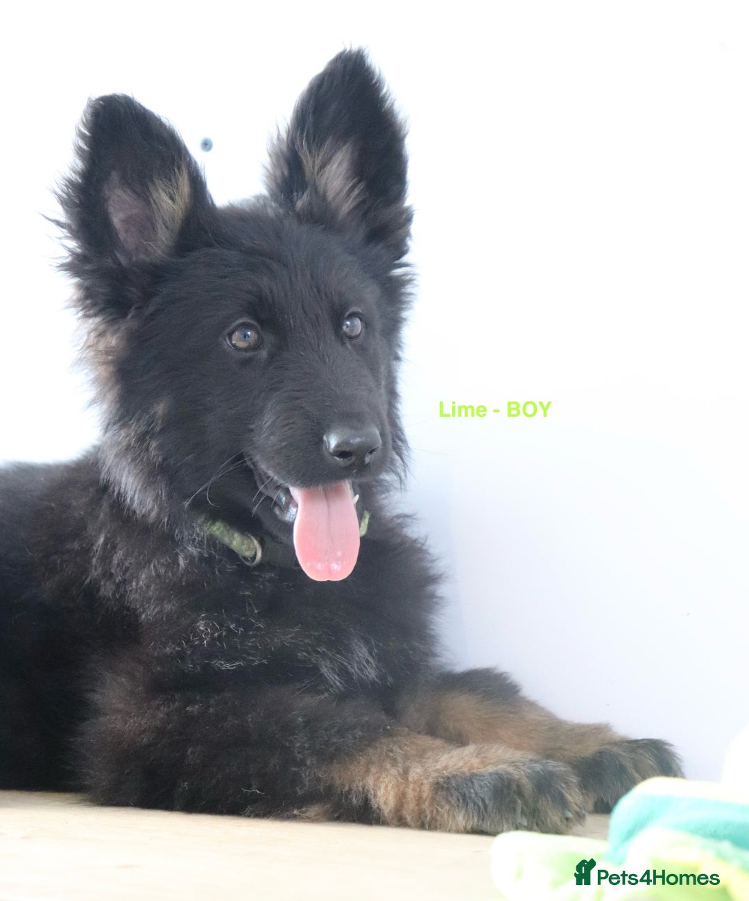 German Shepherd dogs for sale: German Shepherd puppies - Image 7