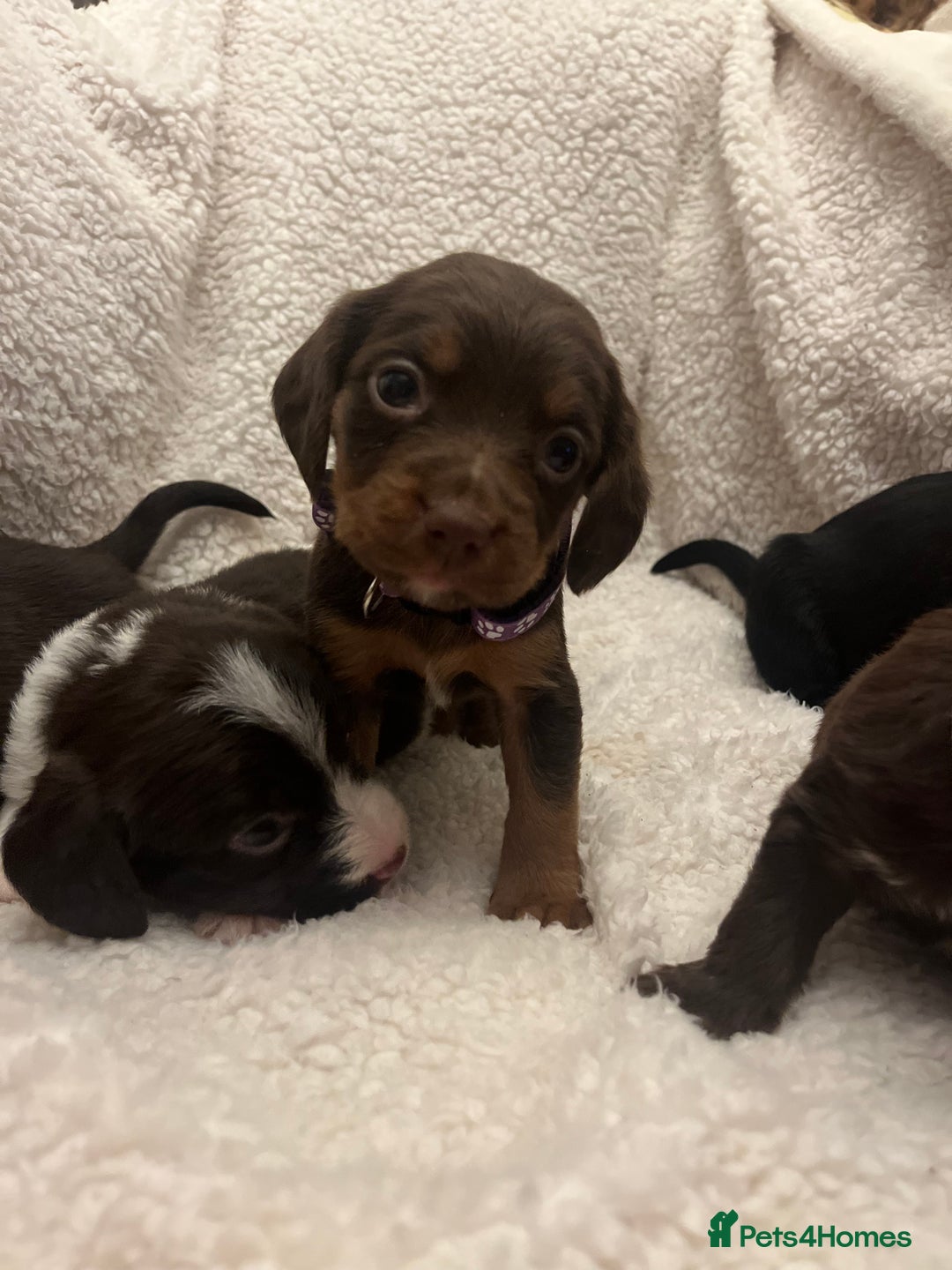 Cockapoo dogs for sale: Cockerpooos ready soon  - Image 1