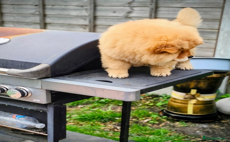 Chow Chow dogs - Advert 8