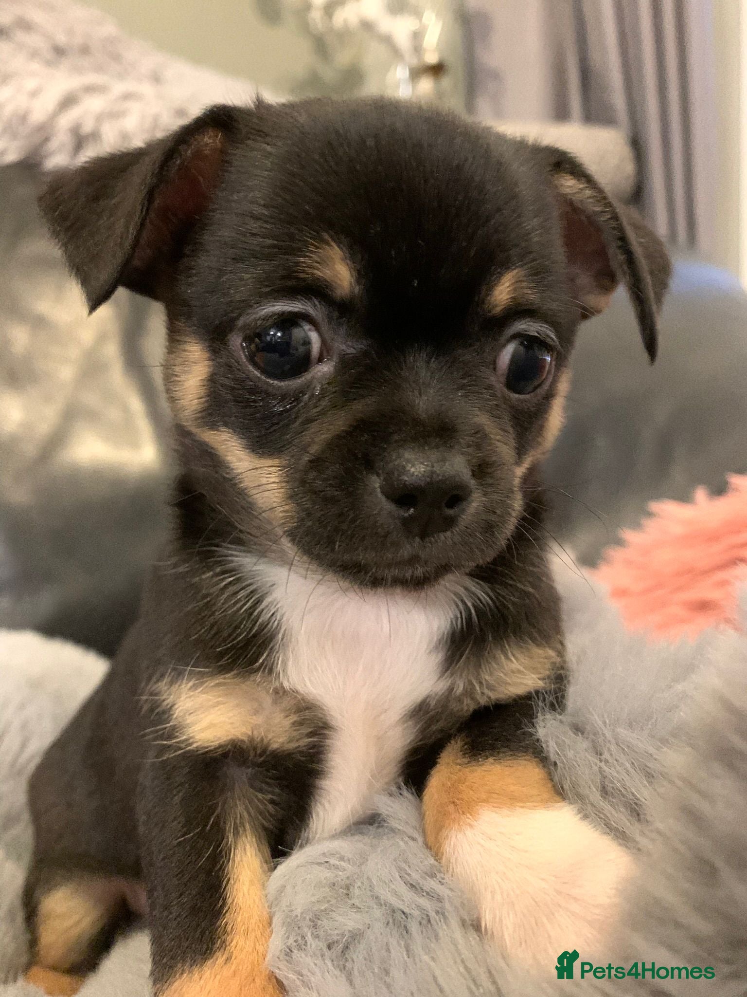 Chihuahua dogs Beautiful blue  & black   tri chihuahua puppies  - Advert 6