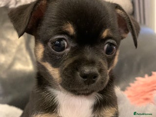 Chihuahua dogs Beautiful blue & black tri chihuahua puppies - Advert 6