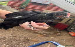 Chickens poultry for sale: Beautiful rare Norfolk grey cockerels - Image 2