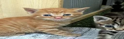 Mixed Breed cats for sale: Premium kittens - Advert 5