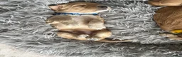Cockapoo dogs for sale: F2 cockapoos in Grimsby - Advert 11