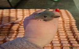 Rat rodents for sale: Fancy baby rats - Image 2