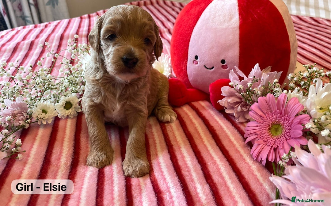 Maltipoo dogs for sale: STUNNING F1B MALTIPOO PUPPIES 🐶🎅🏼 - Image 7