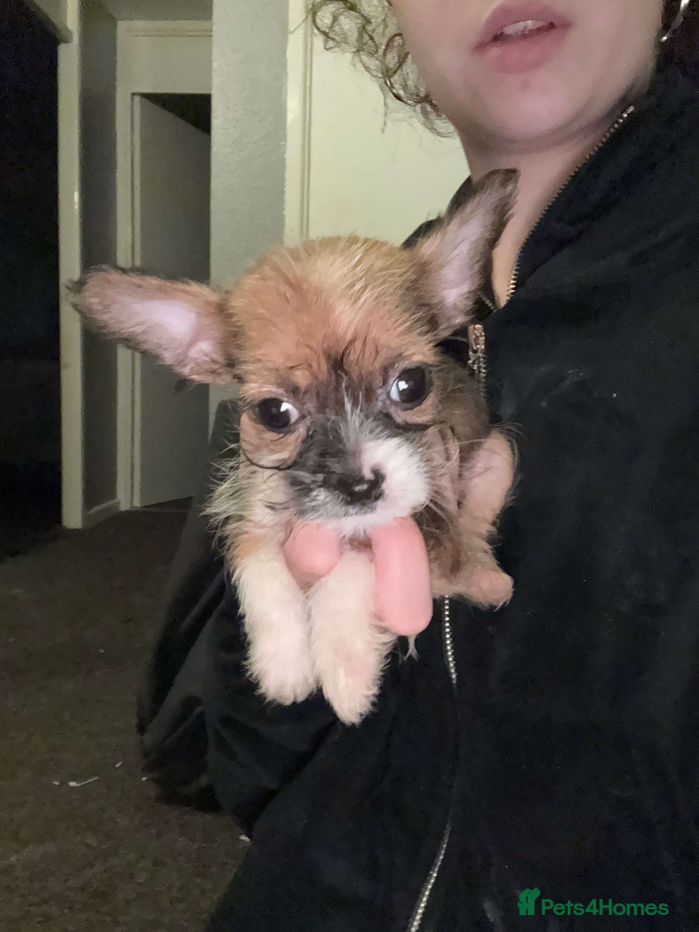 Mixed Breed dogs  Shih Tzu  - Advert 7