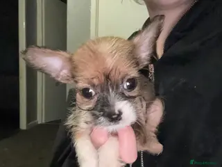 Mixed Breed dogs Shih Tzu - Advert 7