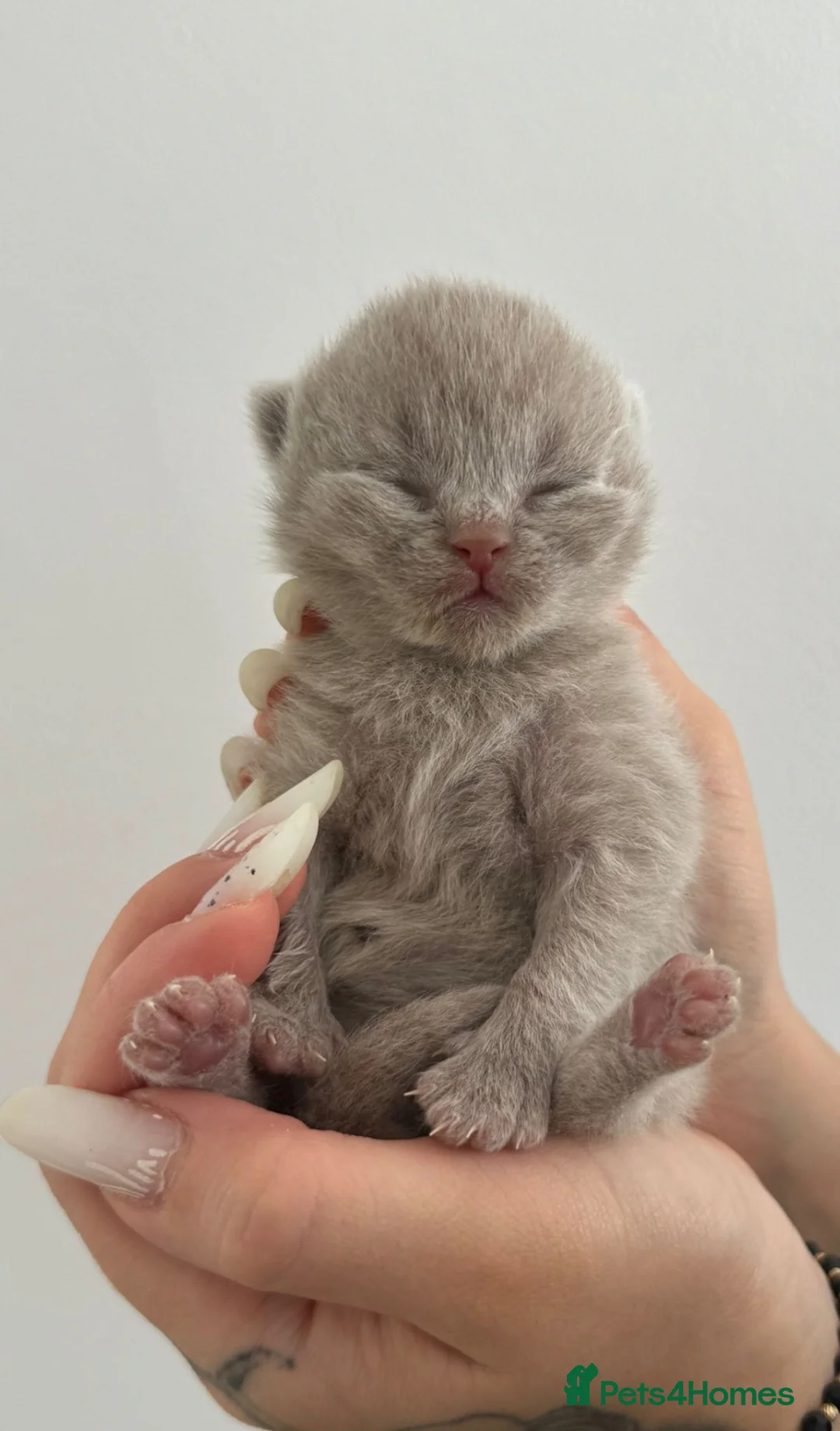 British Shorthair cats for sale: British shorthair Blue & Lilac in Tamworth - Advert 3