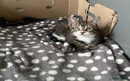 Mixed Breed cats for sale: 1 x Stunning Beautiful Girl Kitten Ready NOW - Image 9