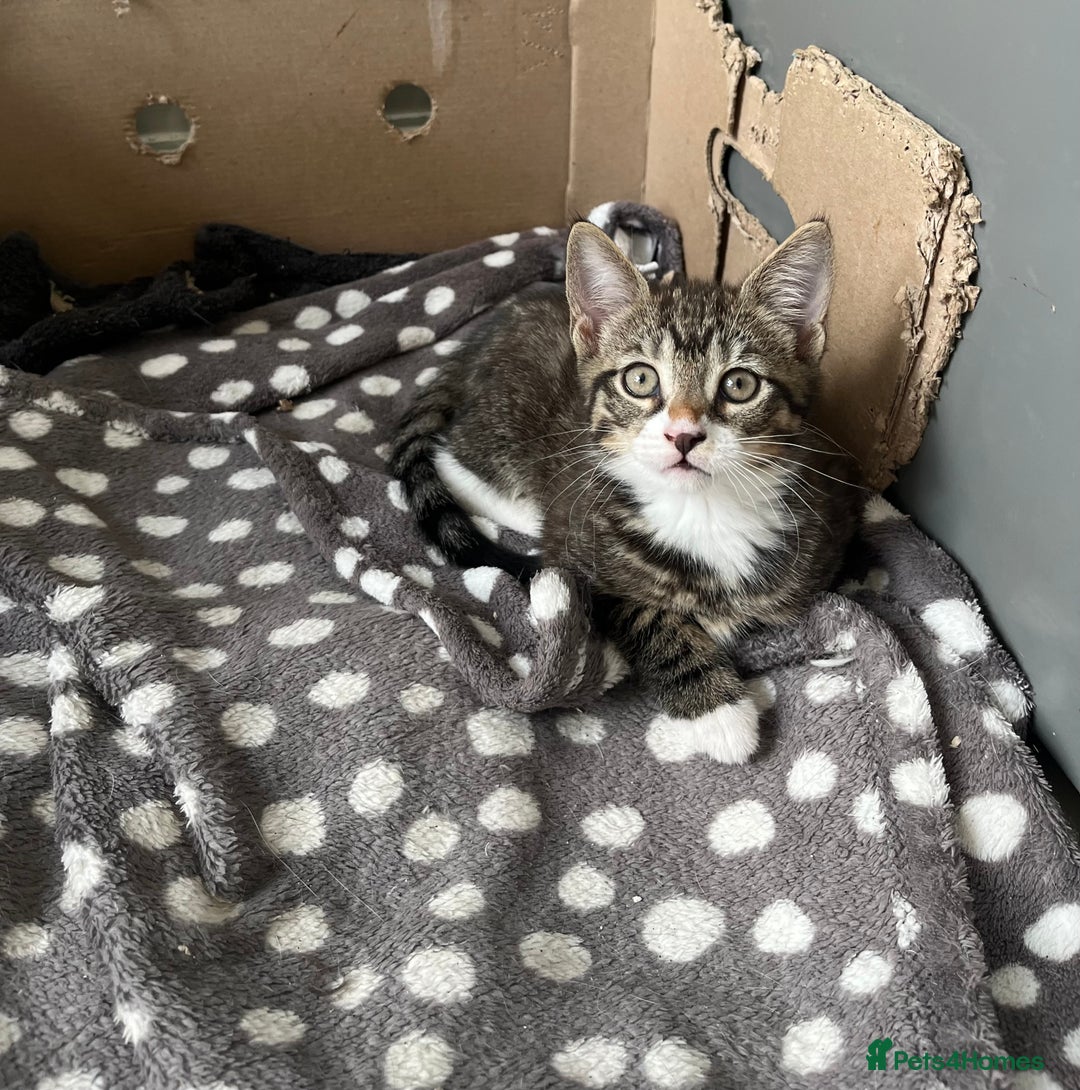 Mixed Breed cats for sale: 1 x Stunning Beautiful Girl Kitten Ready NOW - Image 9