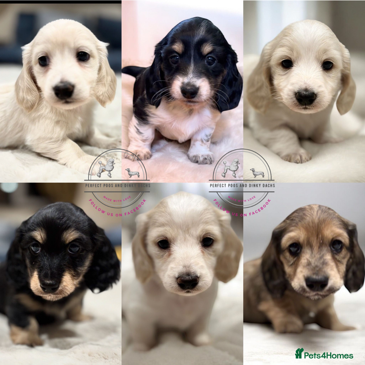 Miniature Dachshund dogs KC Registered Cream Long Hair Miniature Dachshunds - Advert 1