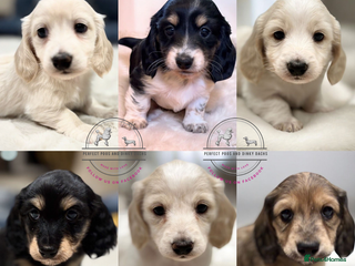 Miniature Dachshund dogs KC Registered Cream Long Hair Miniature Dachshunds - Advert 5