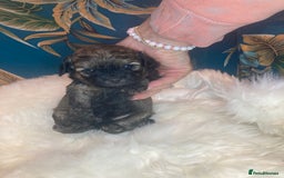 Shihpoo dogs for sale: Payment plans available Toy shihpoo puppies  - Image 8