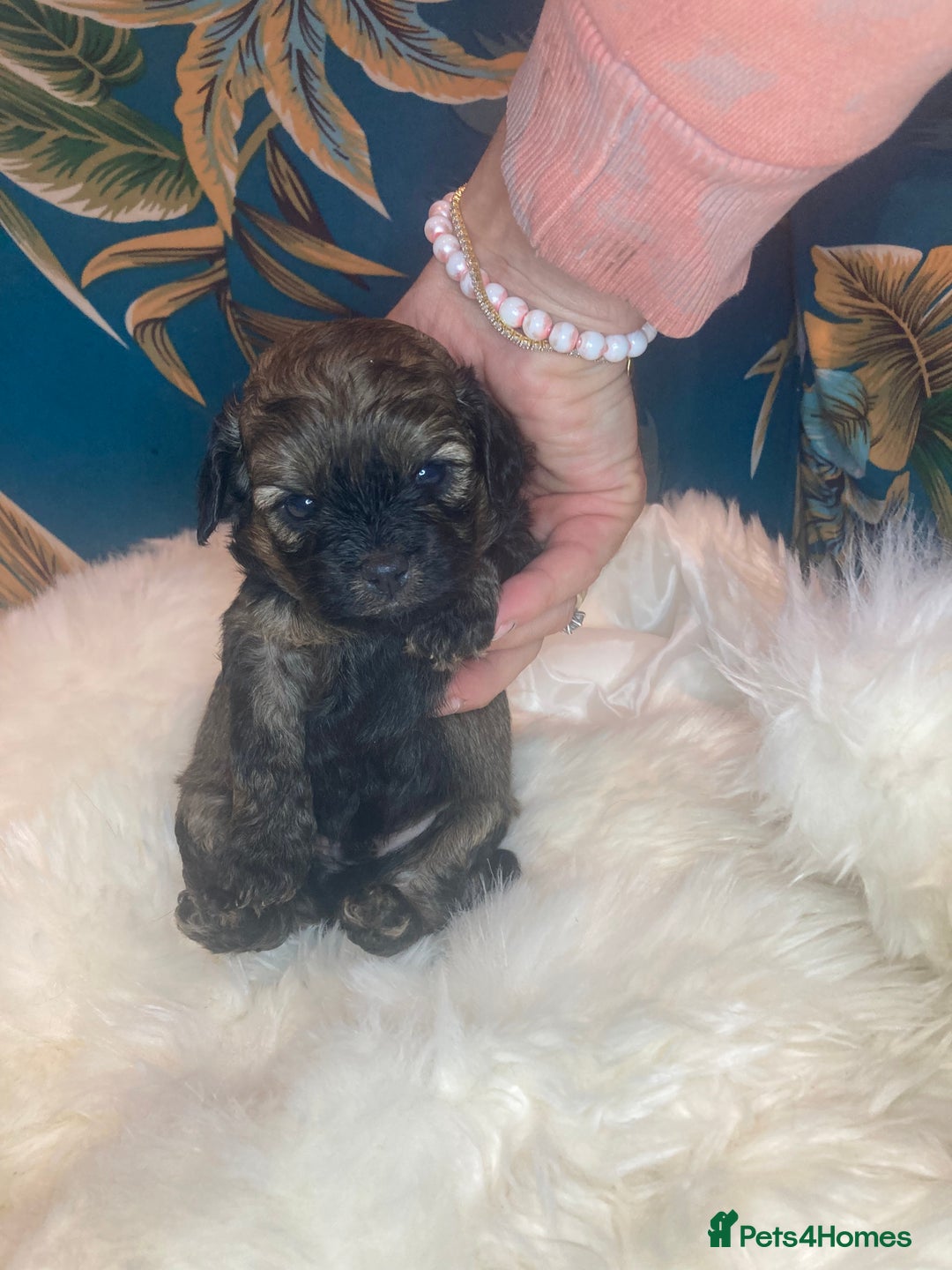 Shihpoo dogs for sale: Payment plans available Toy shihpoo puppies  - Image 8