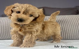 Maltipoo dogs for sale: STUNNING BOYS AND GIRL. DNA TESTED CLEAR FATHER - Image 13