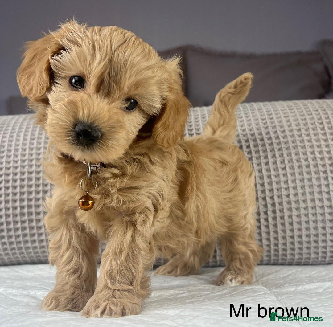 Maltipoo dogs for sale: STUNNING BOYS AND GIRL. DNA TESTED CLEAR FATHER - Image 13