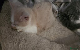 Mixed Breed cats for sale: 2 Long Hair Kittens Ready For Their Forever Homes - Image 7
