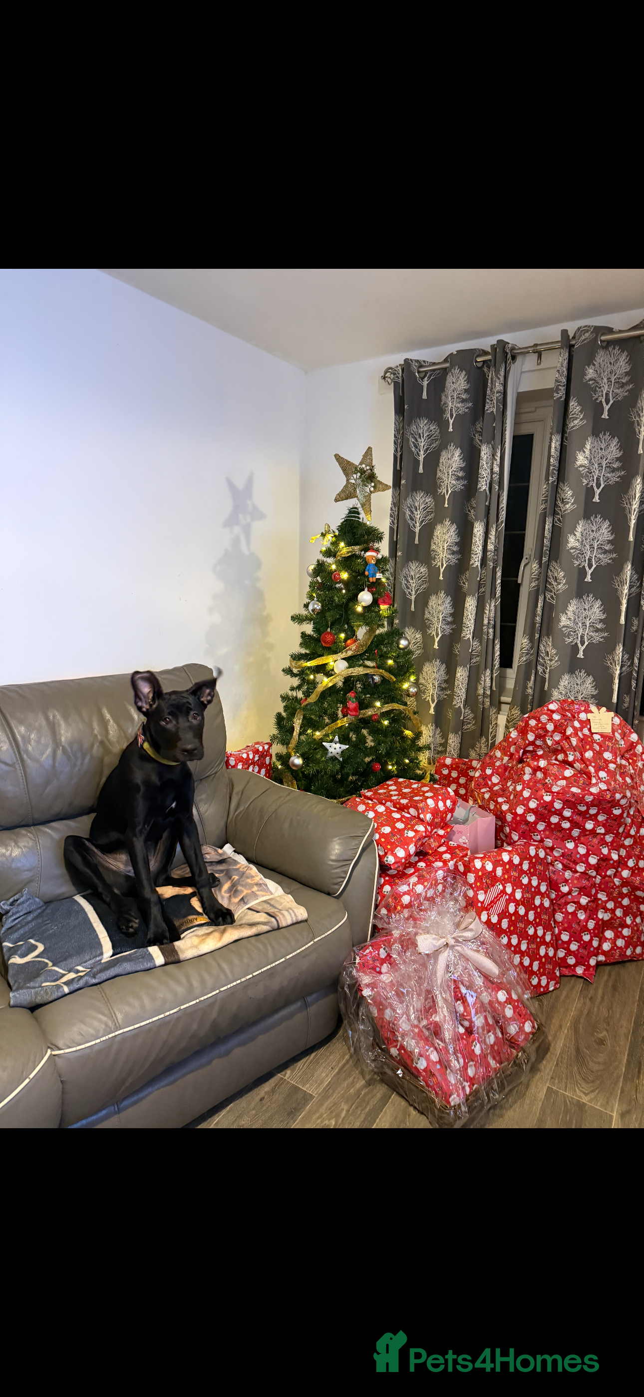 Mixed Breed dogs Astra - Belgian Malinois - Advert 1