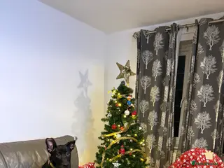 Mixed Breed dogs Astra - Belgian Malinois - Advert 2