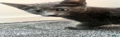 British Shorthair 2