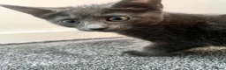 British Shorthair cats for sale: Beautiful British Shorthair Kittens - Advert 2
