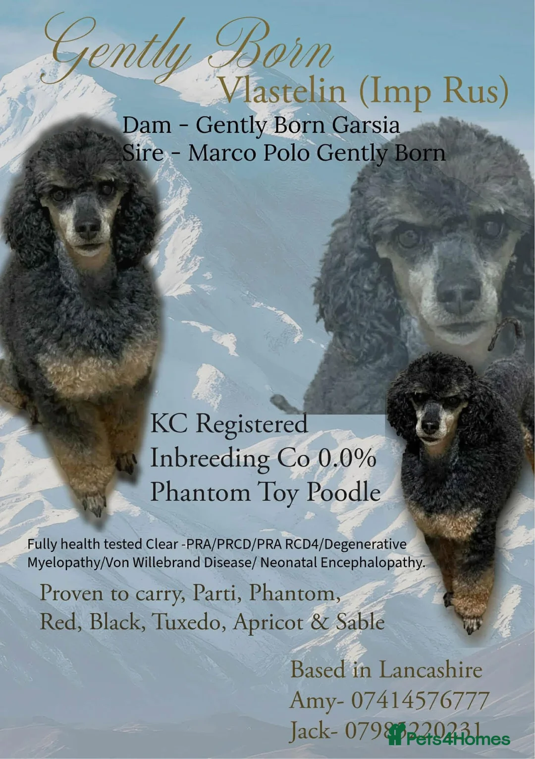 Toy Poodle dogs for sale: Toy Poodle Stud Dog/Loving Family Pet forsale - Advert 2