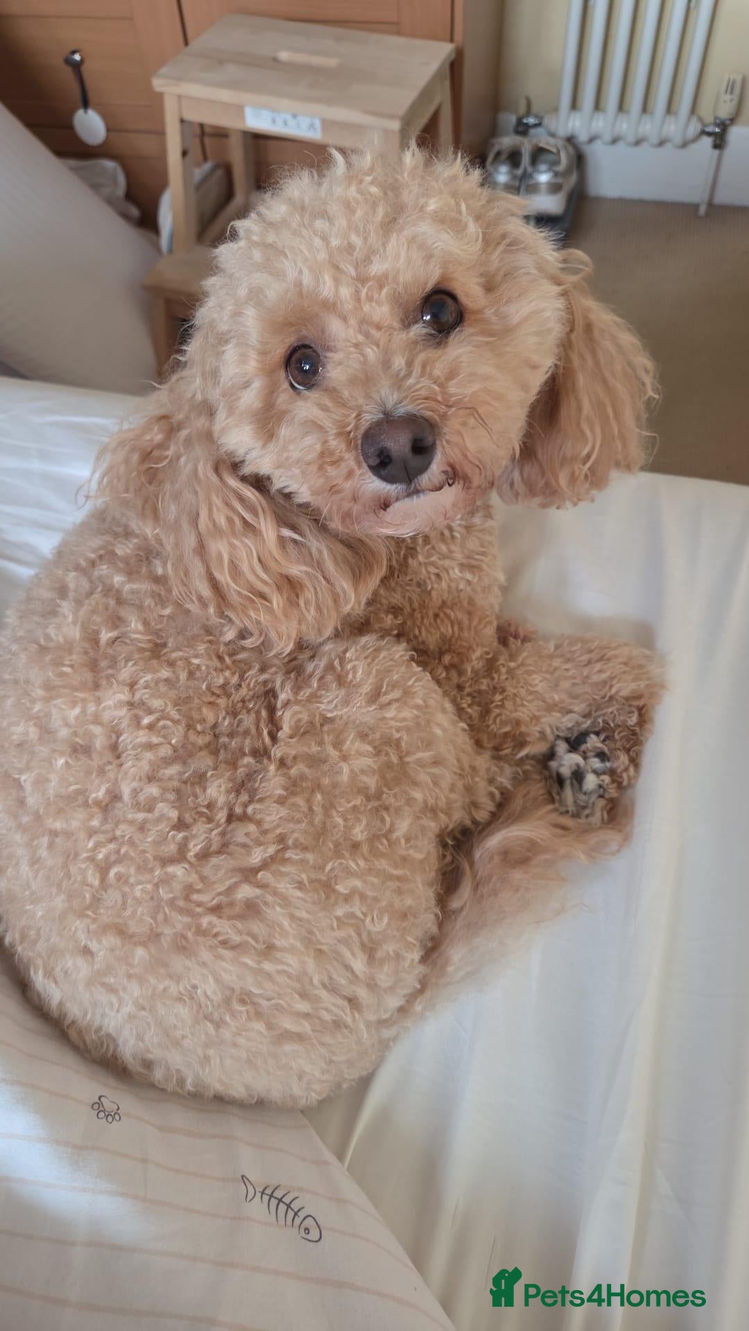 Poochon dogs Darling Winnie - Advert 2