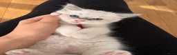 Ragdoll cats for sale: Ragdoll kittens available ♥️  - Advert 9