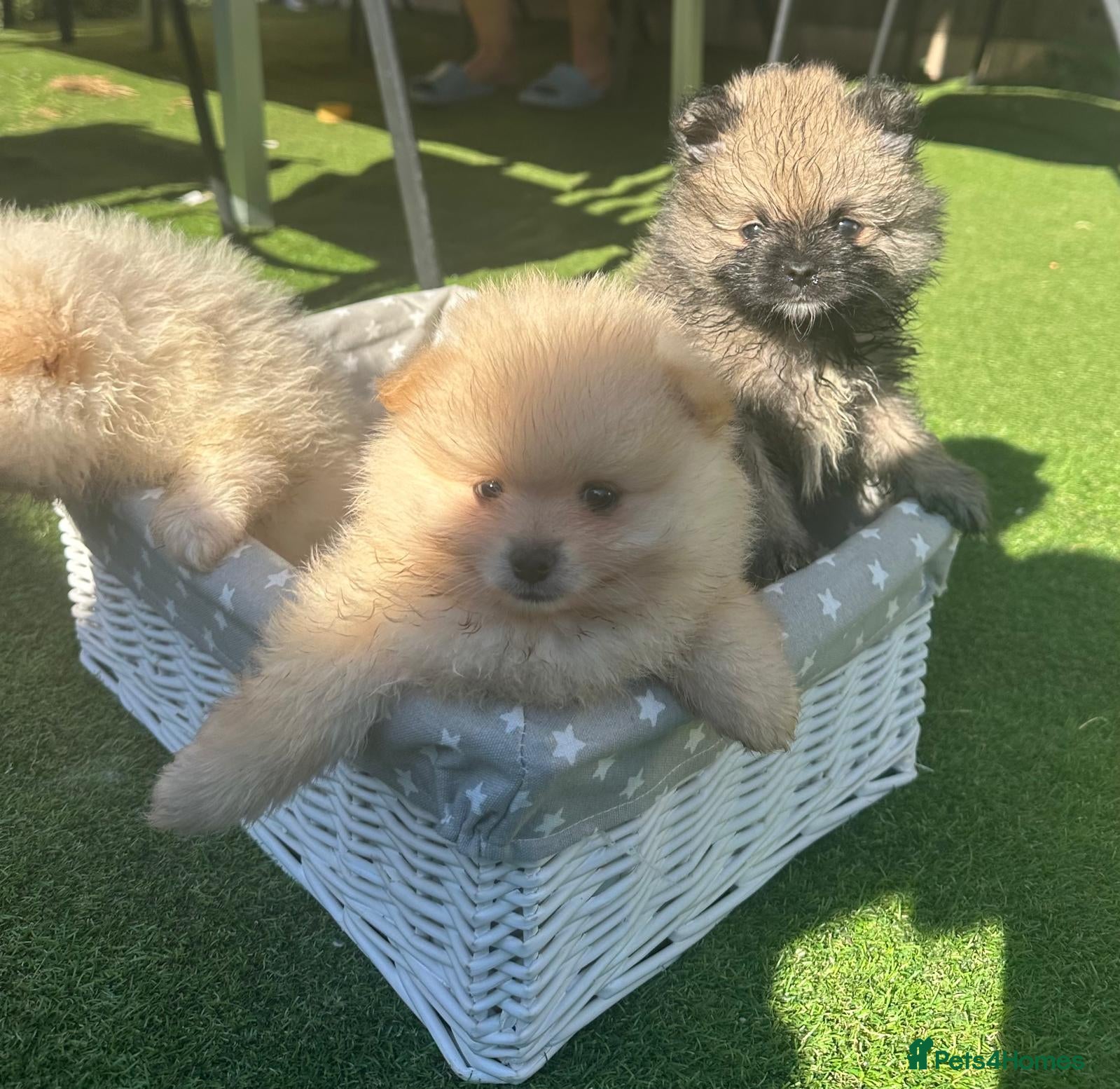 Pomeranian dogs Beautiful Cream&Wolf Sable Male Pomeranian Puppies - Advert 1