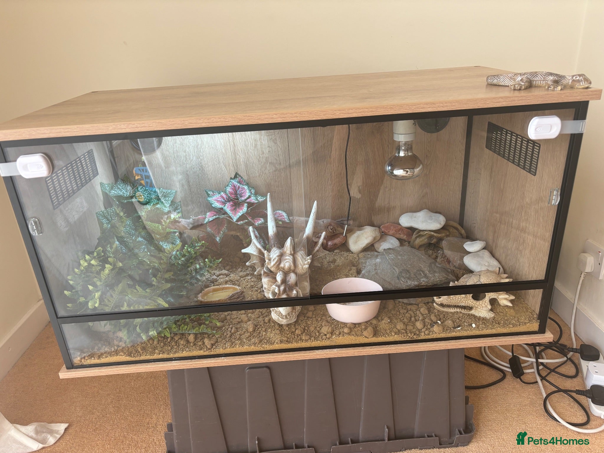 Leopard Gecko reptiles Treeco - Advert 2