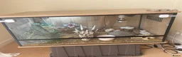 Leopard Gecko reptiles for sale: Treeco in Leicester - Advert 2